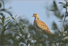 <p>HRDLIČKA DIVOKÁ (Streptopelia turtur) ---- /European turtle dove - Turteltaube/</p>